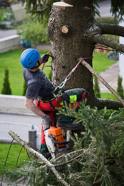 Greer, SC Tree Care Services Company