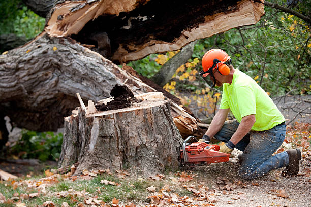 Seasonal Cleanup (Spring/Fall) in Greer, SC