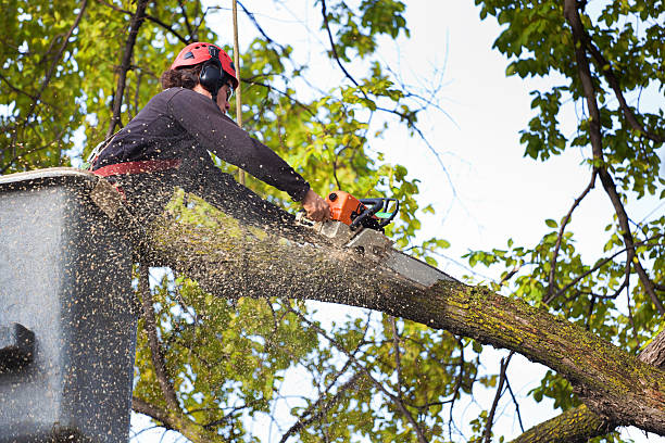 Best Tree Planting  in Greer, SC